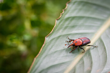 Close-up of a red and black palm weevil (Rhynchophorus ferrugineus) on a green tropical leaf, showing detailed body markings and texture, with a blurred natural background