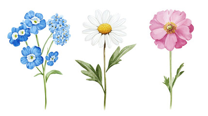 Watercolor illustration of white daisies, pink peonies, and forget-me-nots isolated on transparent background 