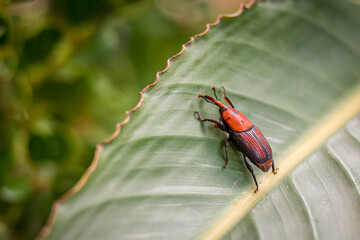 Close-up of a red and black palm weevil (Rhynchophorus ferrugineus) on a green tropical leaf,...