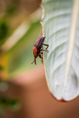 Close-up of a red and black palm weevil (Rhynchophorus ferrugineus) on a green tropical leaf, showing detailed body markings and texture, with a blurred natural background, vertical
