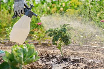 Spraying kale cabbage plants on an outdoor bed from hand spray bottle