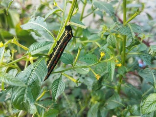 Oleander Hawk-moth (caterpillar) on leaf in garden, close up view 