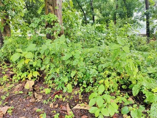Dense forest landscape featuring various plants and tall trees under bright natural light, evoking...