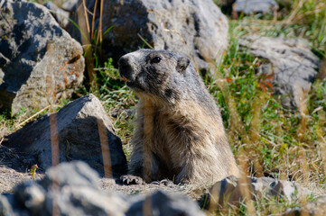 Marmotte - Alpes du Sud - France