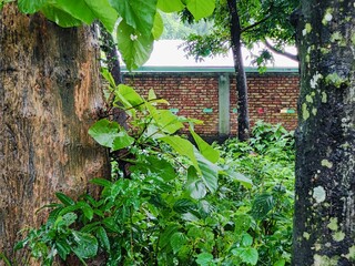 Dense forest landscape featuring various plants and tall trees under bright natural light, evoking...