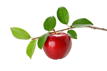 Red apple on branch with green leaves isolated on white background in close up for fresh produce