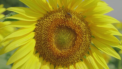 bee collects pollen from sunflower flower. agriculture close-up. insect bee works field sunflower seeds. ripening bud nectar. bee makes sunflower honey. flourishing production growing sunflower seeds