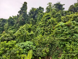 Lush green tropical trees and create a solid wall of foliage, filling the entire frame. The...