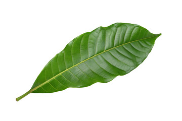 Obraz premium Close-up green leaf with detailed veins isolated on a white background, nature and botany focus