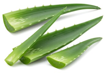 Fresh aloe vera plant leaves and slices isolated on white background
