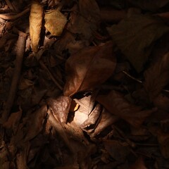 Rich Soil Surface Background