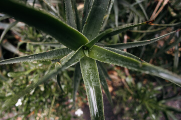 Obraz premium Aloe vera plant displaying its distinctive spiky leaves covered in water droplets