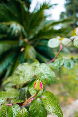 Rosebud growing near palm tree after rain shower