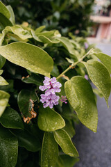 Purple flower blossoming on lush green bush after rain