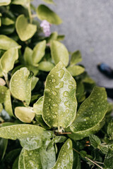 Water droplets clinging to vibrant green leaf after rain