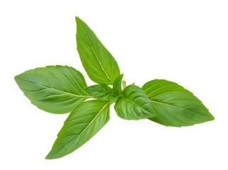 Fresh green basil leaves isolated on a white background for cooking ingredients and herbal remedies