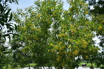 A close-up of the bright yellow, rod-like flowers of the Black Wattle tree (Acacia auriculiformis) blooming among green leaves.