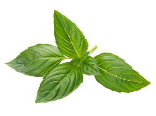 Basil leaves rich in color and closeup nature with vibrant fresh green hues on white background