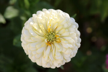 Zinnia Polar Bear flower - Latin name - Zinnia elegans Polar Bear