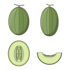 Cantaloupe Melon Illustrations Whole Cut and Slice Views