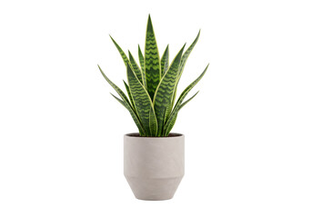 Tall snake plant in a modern gray pot