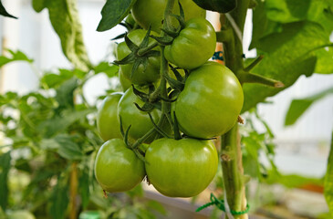 Cluster of green tomatoes, hanging on vine in garden or greenhouse, symbolizing growth and the upcoming harvest. Fruiting of plant. Concept of agricultural plants, blooming, harvesting, gardening.