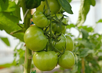 Cluster of green tomatoes, hanging on vine in garden or greenhouse, symbolizing growth and the upcoming harvest. Fruiting of plant. Concept of agricultural plants, blooming, harvesting, gardening.