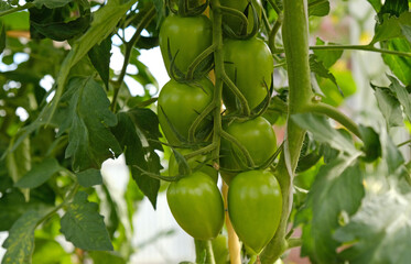 Cluster of green tomatoes, hanging on vine in garden or greenhouse, symbolizing growth and the upcoming harvest. Fruiting of plant. Concept of agricultural plants, blooming, harvesting, gardening.