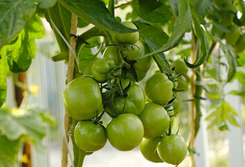 Cluster of green tomatoes, hanging on vine in garden or greenhouse, symbolizing growth and the...