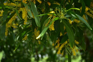 Fototapeta premium A close-up of the bright yellow, rod-like flowers of the Black Wattle tree (Acacia auriculiformis) blooming among green leaves.