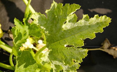 Zucchini plant leaf covered in white, powdery fungus, symptoms of plant disease like powdery mildew. Fungal disease spoils harvest. Deficiency of micro elements of plant nutrition, disease.