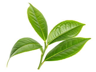 Fototapeta premium Green leaf branch isolated on white background perfect for botanical studies and eco projects