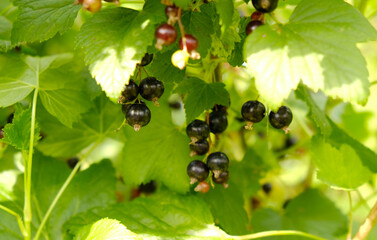Lush bush with ripe, dark black currants hanging from branches amidst vibrant green leaves,...