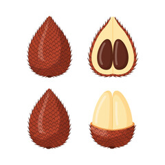 Salak Fruit Illustrations Closeup Views Whole and Halved