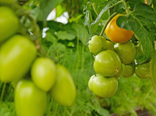 Cluster of green tomatoes, hanging on vine in garden or greenhouse, symbolizing growth and the upcoming harvest. Fruiting of plant. Concept of agricultural plants, blooming, harvesting, gardening.
