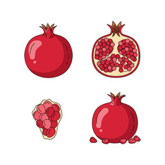Pomegranate illustrations whole fruit sliced open and seeds