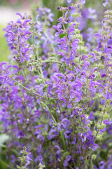 Blossoms of wild meadow sage (Salvia pratensis).