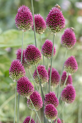 Drumstick Allium in bloom (Allium sphaerocephalon).