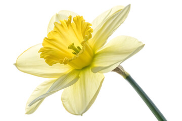 Fototapeta premium Ai generated image of a single bright yellow daffodil flower with delicate petals and a prominent corona, featuring a green stem, isolated on a clean transparent background, capturing the essence of s
