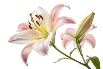 Ai generated image of closeup of a delicate pink and white lily flower in full bloom with a bud, isolated on transparent background