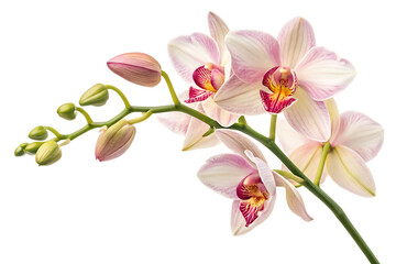 Obraz premium Ai generated image of a delicate pink and white orchid flower with multiple blooms and buds on a stem, isolated on a transparent background