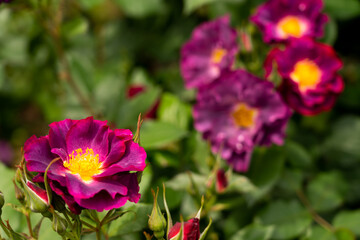 Bloom violet rose with green leave in the garden