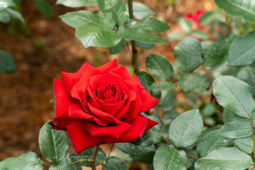 Bloom red rose with green leave in the garden