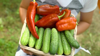 Fresh peppers cucumbers from a vegetable garden, healthy food for a healthy diet, assorted vegetables, a farmer at the harvest, fresh production of delicious beautiful peppers cucumbers, concept.