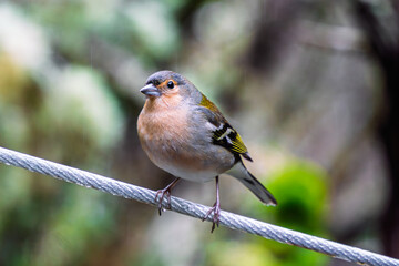 Madeiran chaffinch perched on metal cable in lush green Portugal