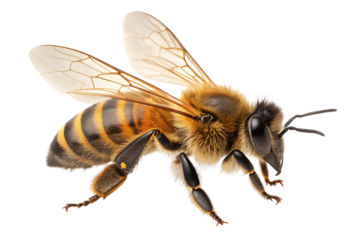 Ai generated image of a detailed macro shot of a honeybee with its wings spread, showcasing its fuzzy body and striped abdomen, isolated on a transparent background