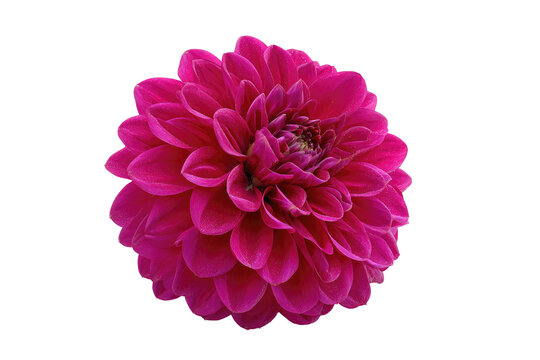 Close-up of a vibrant magenta dahlia - Powered by Adobe