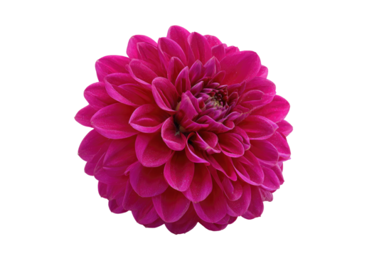 Close-up of a vibrant magenta dahlia - Powered by Adobe