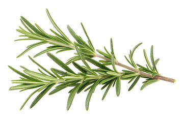 Obraz premium Fresh rosemary herb sprig isolated on white background for cooking and culinary aromatic seasoning