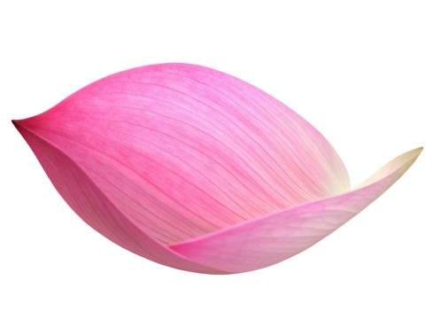 Close-up view of a delicate pink lotus petal isolated on a black background for nature enthusiasts